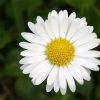 SKALA