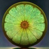 sour sweet dream